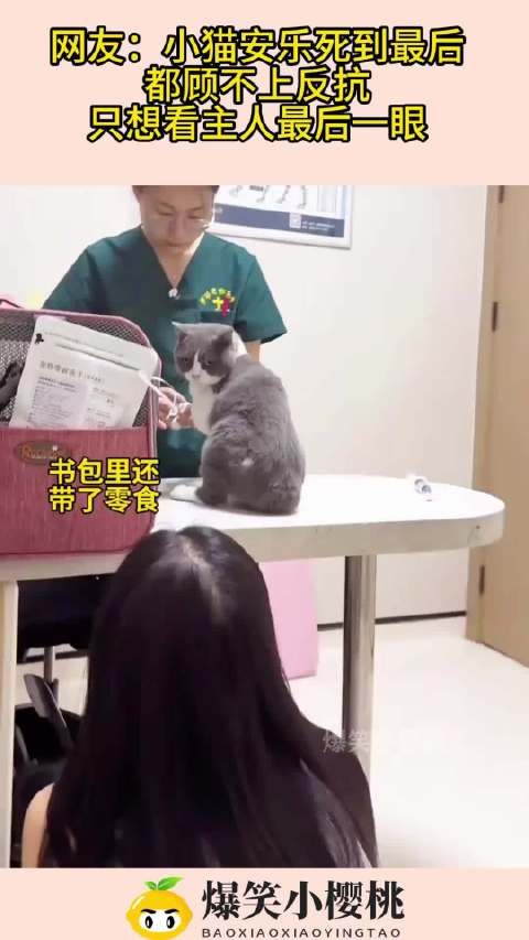 网友:小猫安乐死到最后,都顾不上反抗,只想看主人最后一眼!