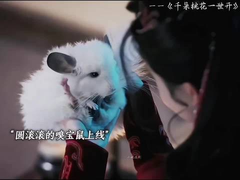 谁能拒绝一只会变萌妹的嗅宝鼠啊!