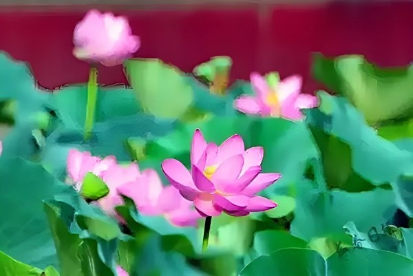 莲华.jpg