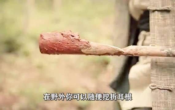 在野外你可随便挖折耳根，但千万别挖到带血的泥土