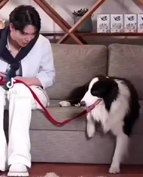 我特么要笑死了啊黄贤躺老婆的狗和躺自己的狗,这视频谁看了能不笑