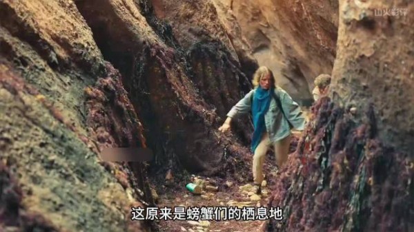 救出母亲遭蟹群包围,百米巨浪倒灌而来