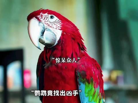 鹦鹉目睹主人被害,竟然开口找出凶手