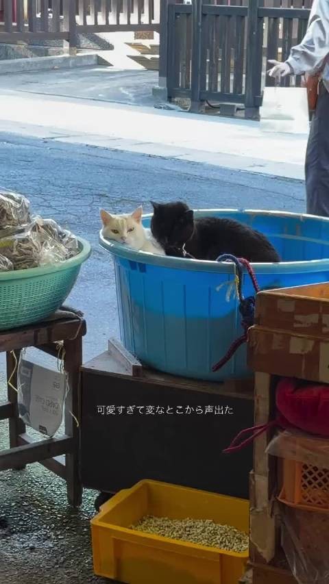 松本麗世分享日光大自然治愈体验，道晚安