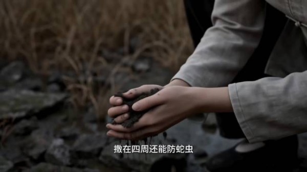 苏妍备好盐和油布，暴雨将至是否开门