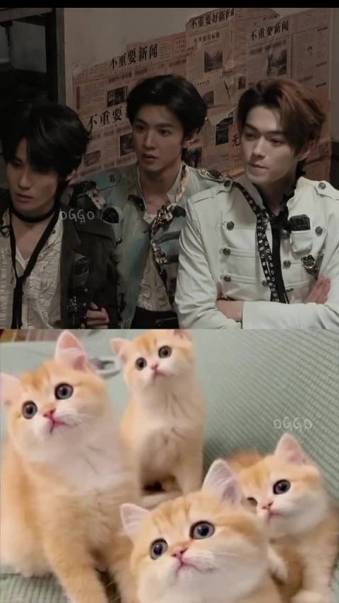 张真源陈哲远许凯三人同步摇头晃脑，撞脸橘猫表情包