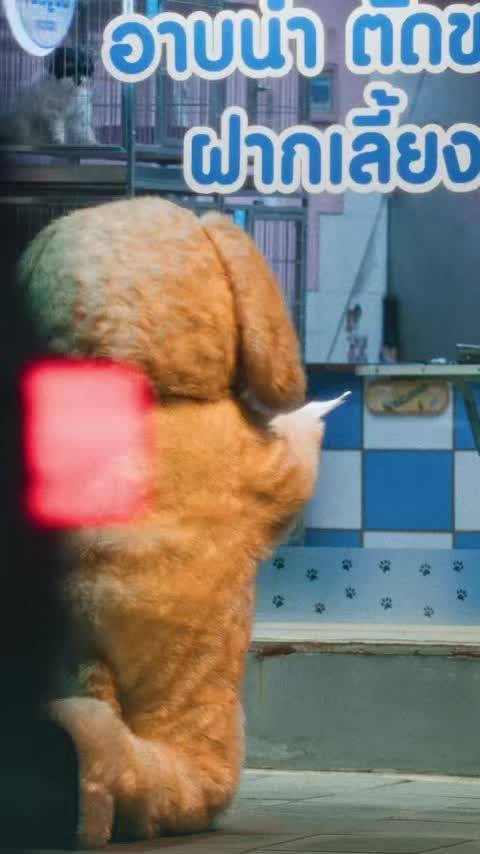 杰乐Billkin时隔六年再合作,合作曲Golden Retriever上线