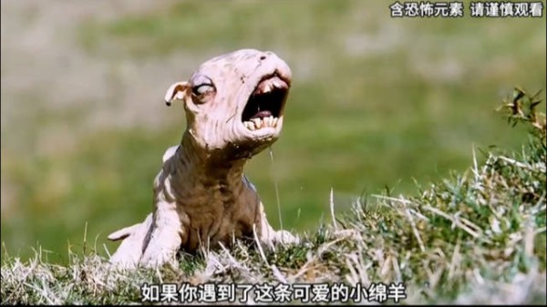 生化危机爆发夜小羊成精,高分悬疑片请勿投喂野生动物