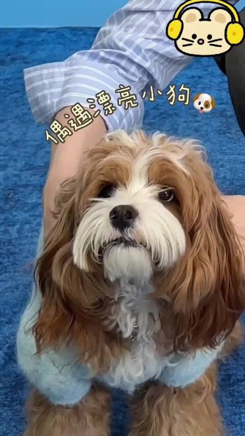 完全小猫来的太喜欢啦!